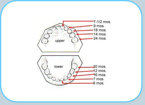 babys teeth diagram