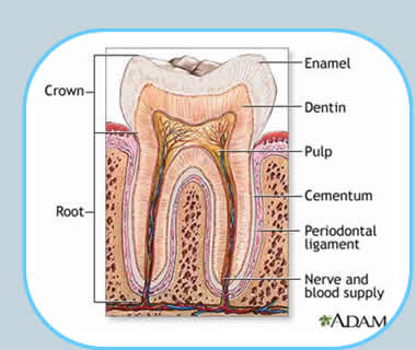 torgersen dental Periodontal Treatment